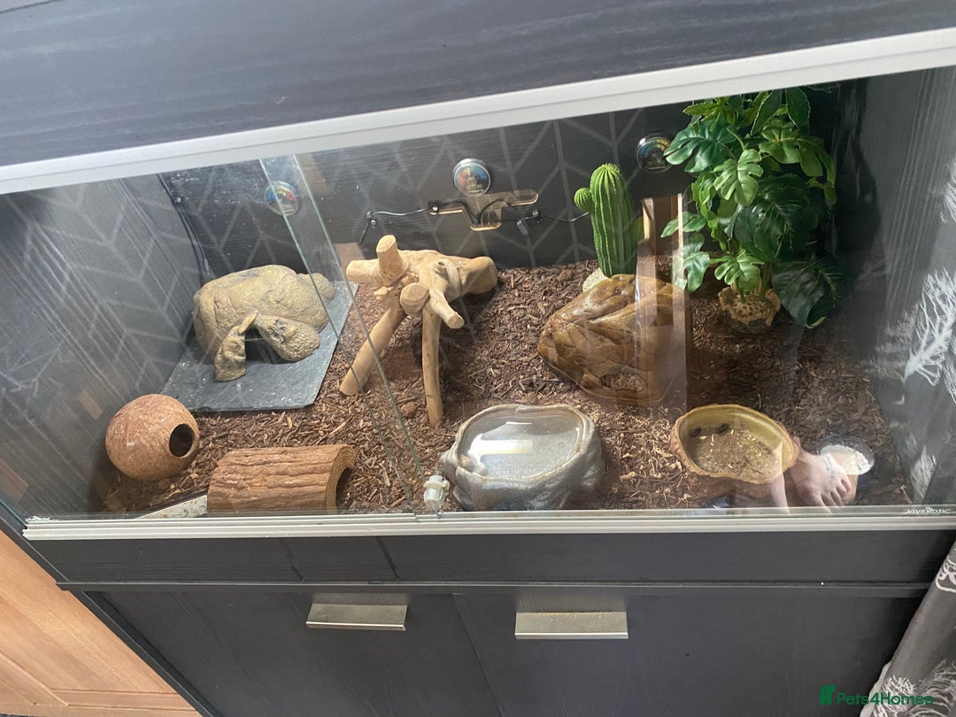Leopard Gecko reptiles for sale: Beautiful Bella and vivarium  - Image 2