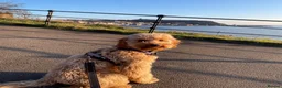 Irish Doodle dogs for sale: Mini Irish doodles - F1b - ready 15/10/26  - Advert 12