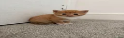 Mixed Breed cats for sale: ginger kittens  in Hailsham - Advert 29