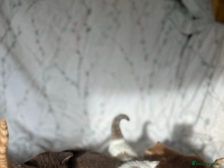 Mixed Breed cats Beautiful coloured kittens - Advert 3