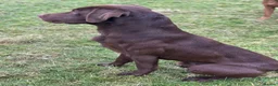 Labrador Retriever dogs for stud: Handsome fully health tested Chocolate labrador - Advert 8