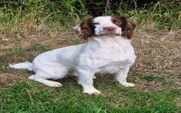 English Springer Spaniel dogs for sale: 1 boy springer spaniel  - Image 5
