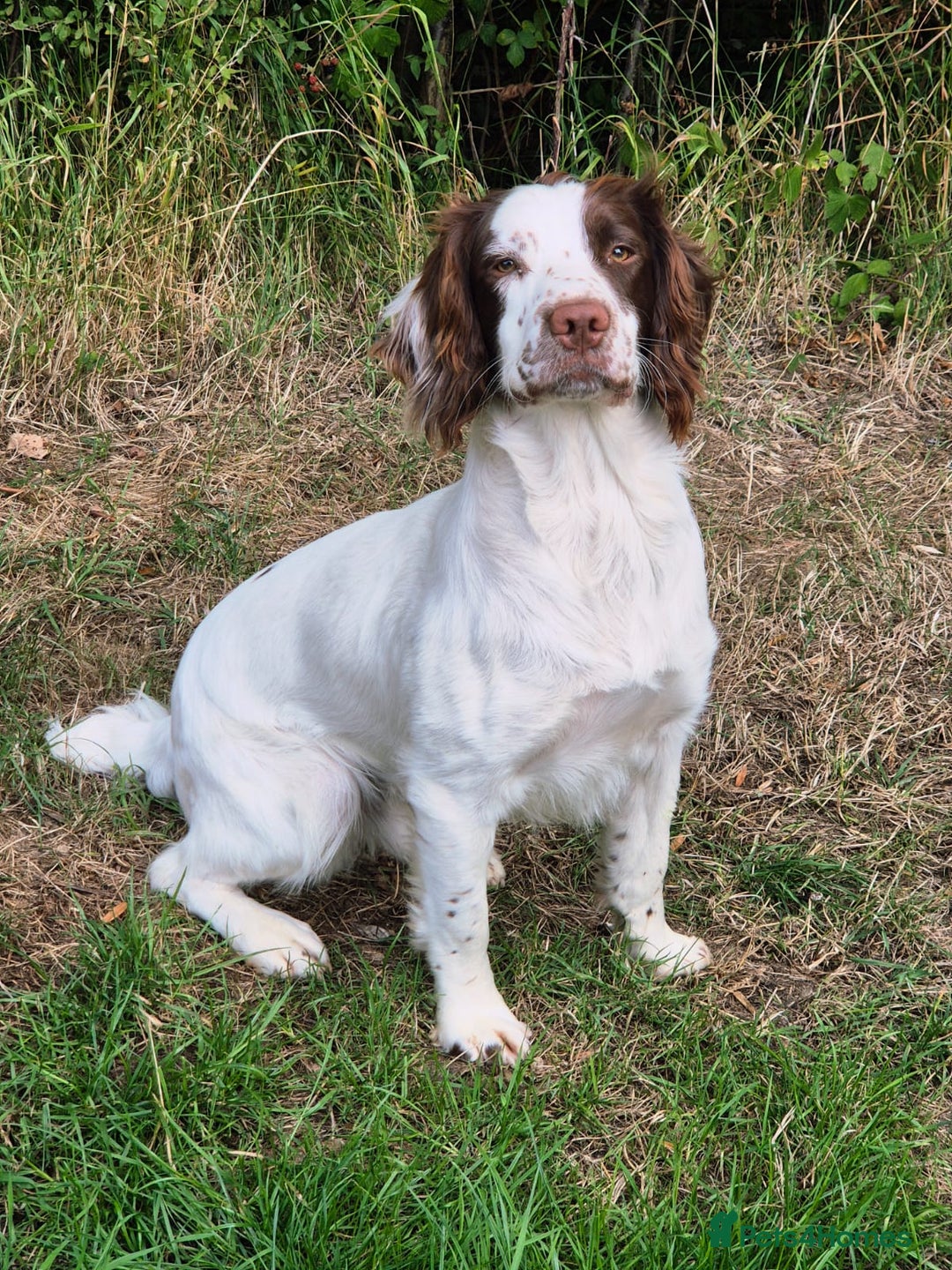 English Springer Spaniel dogs for sale: 1 boy springer spaniel  - Image 5