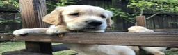 Golden Retriever dogs for sale: KC Reg Dark Red Golden Retriever-100% DNA Tested - Advert 27
