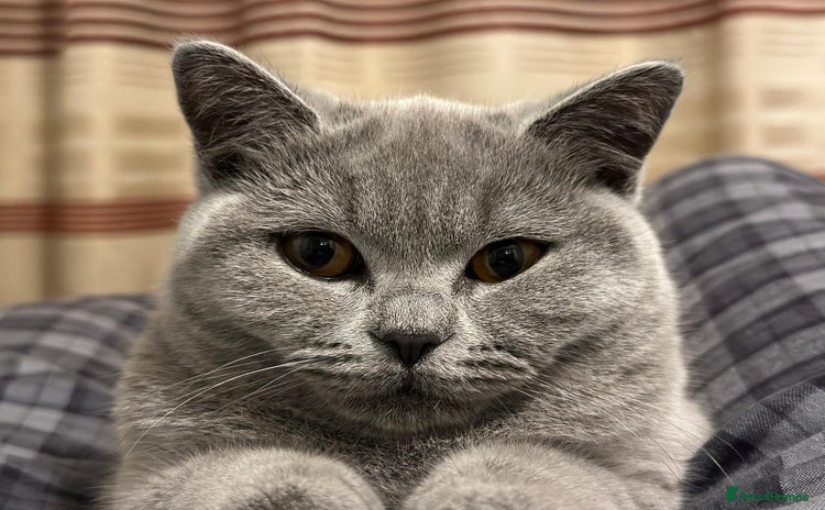 British Shorthair cats - Advert 7
