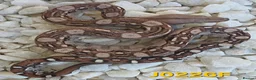Boa Snake reptiles for sale: VPI Albino and VPI Aztecs plus other morphs - Advert 3