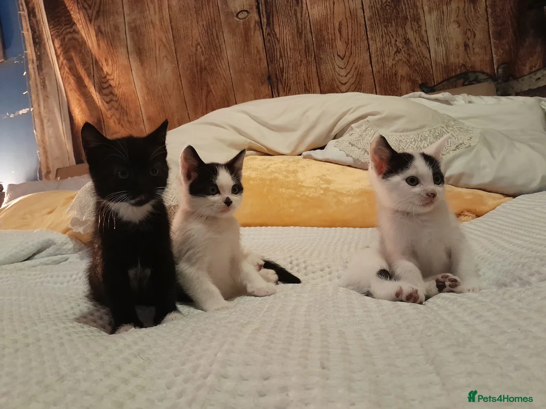 Mixed Breed cats for sale: Kitten - Advert 5