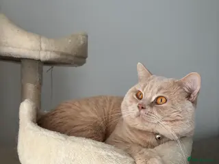 British Shorthair cats Active GCCF Championship status BSH STUD, Blood B! - Advert 7