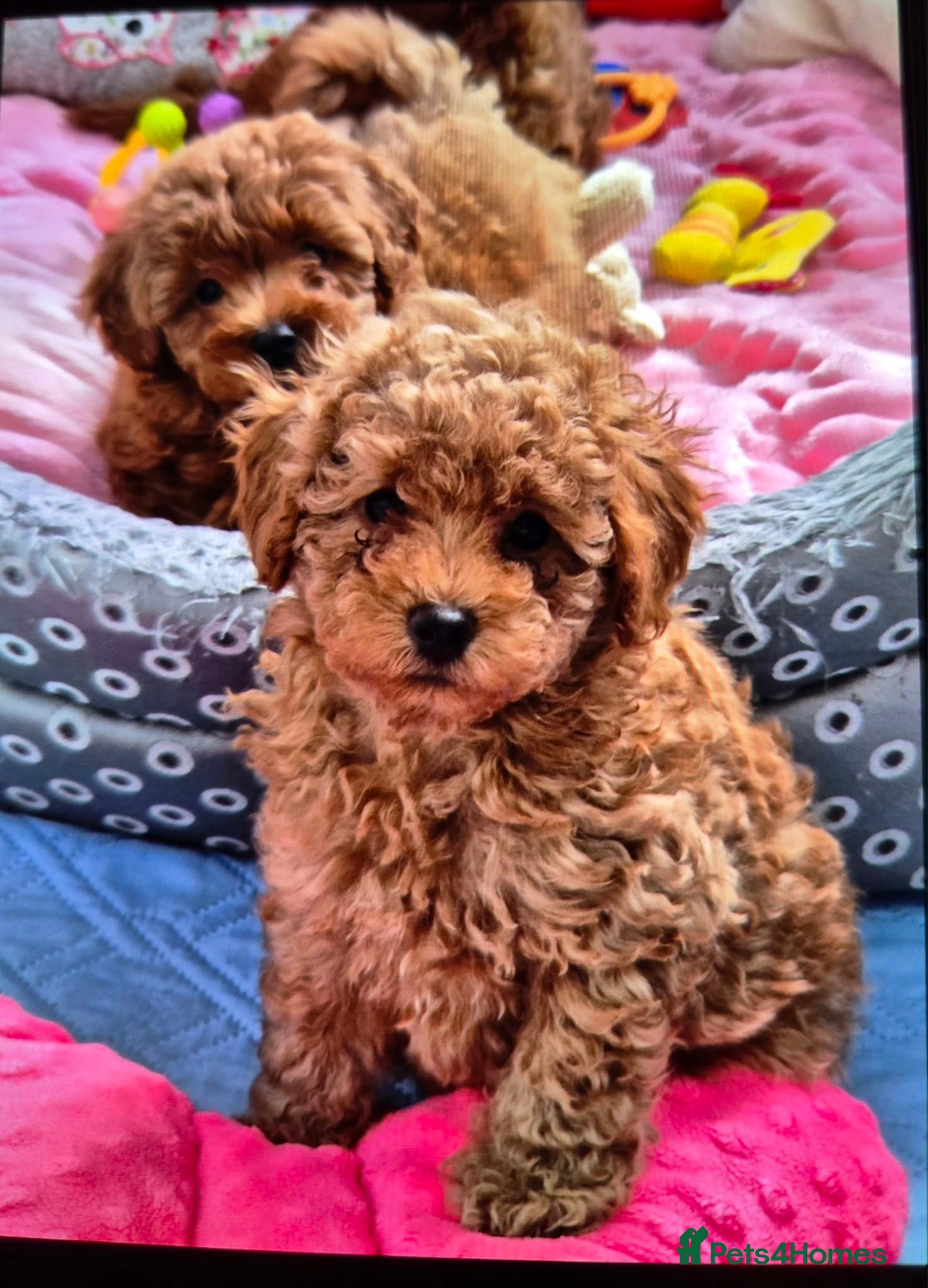 Maltipoo dogs for sale: Maltipoo F1B puppies - Advert 17