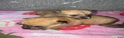 Mixed Breed dogs for sale: Pomeranian cross Jack Russell - Advert 8