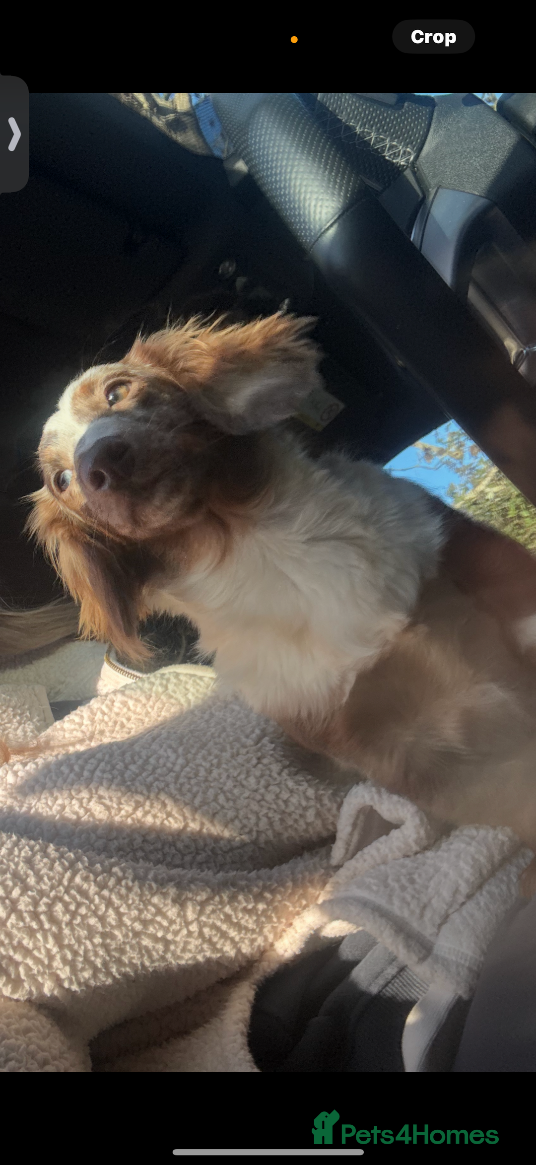 Miniature Dachshund dogs for sale: Puddles 7 month old miniature Dachshund Girl 💖 - Advert 3