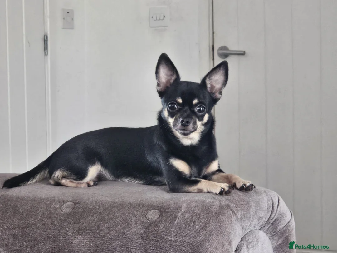 Chihuahua dogs for sale: Chihuahua puppies female x2 - Advert 1