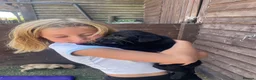 Labrador Retriever dogs for sale: Pedigree Labrador Puppies ready 10th September  - Advert 5