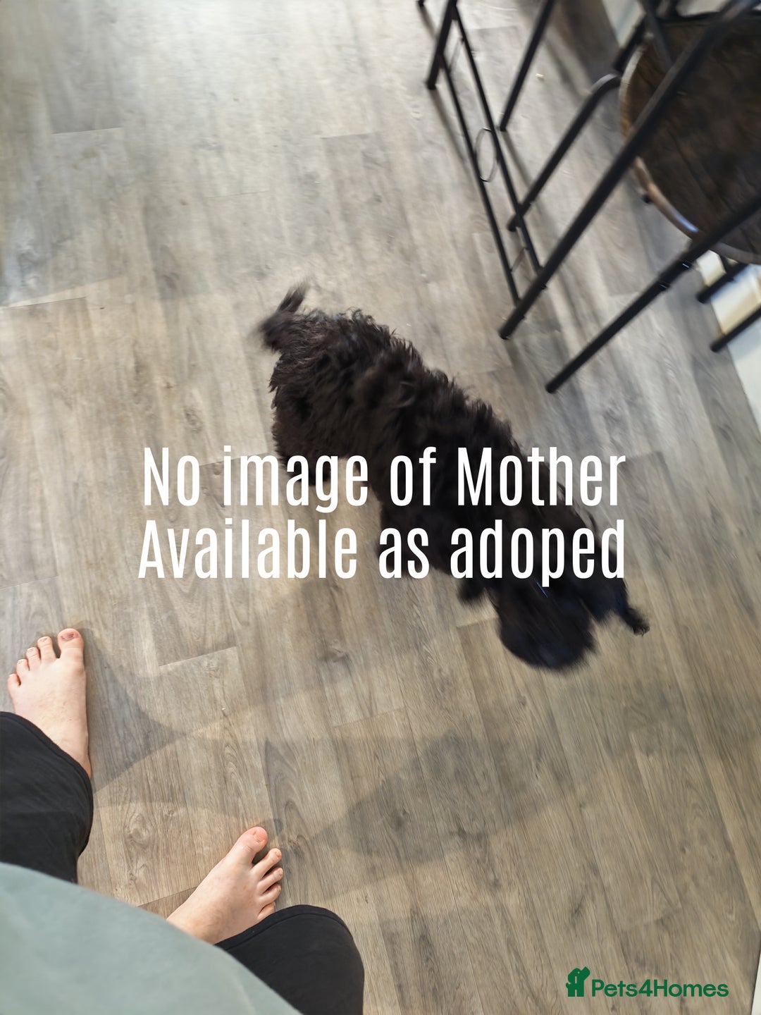 Cockapoo dogs for sale: 5 Month Old CockerPoo - Advert 6