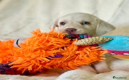 Labrador Retriever dogs for sale: KC Reg Fully Health Tested Labrador Pups - Image 18