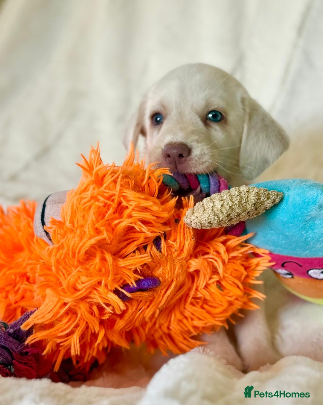 Labrador Retriever dogs for sale: KC Reg Fully Health Tested Labrador Pups - Image 18
