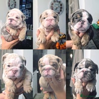 English Bulldog dogs - Advert 5