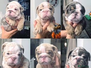 English Bulldog dogs - Advert 30