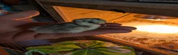 Chickens poultry for sale: Lavender Pekin bantam chicks - Advert 2