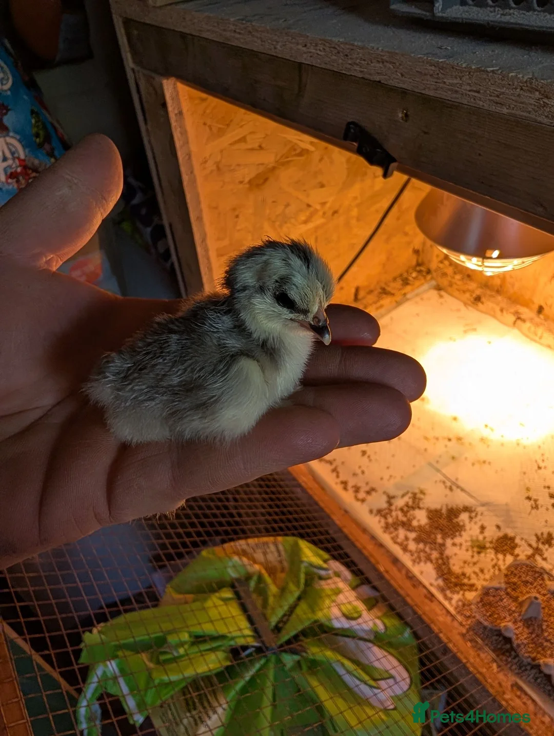 Chickens poultry for sale: Lavender Pekin bantam chicks - Advert 2