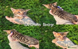 Bengal cats for sale: 6 pure bred TICA Bengals 😻 - Image 7