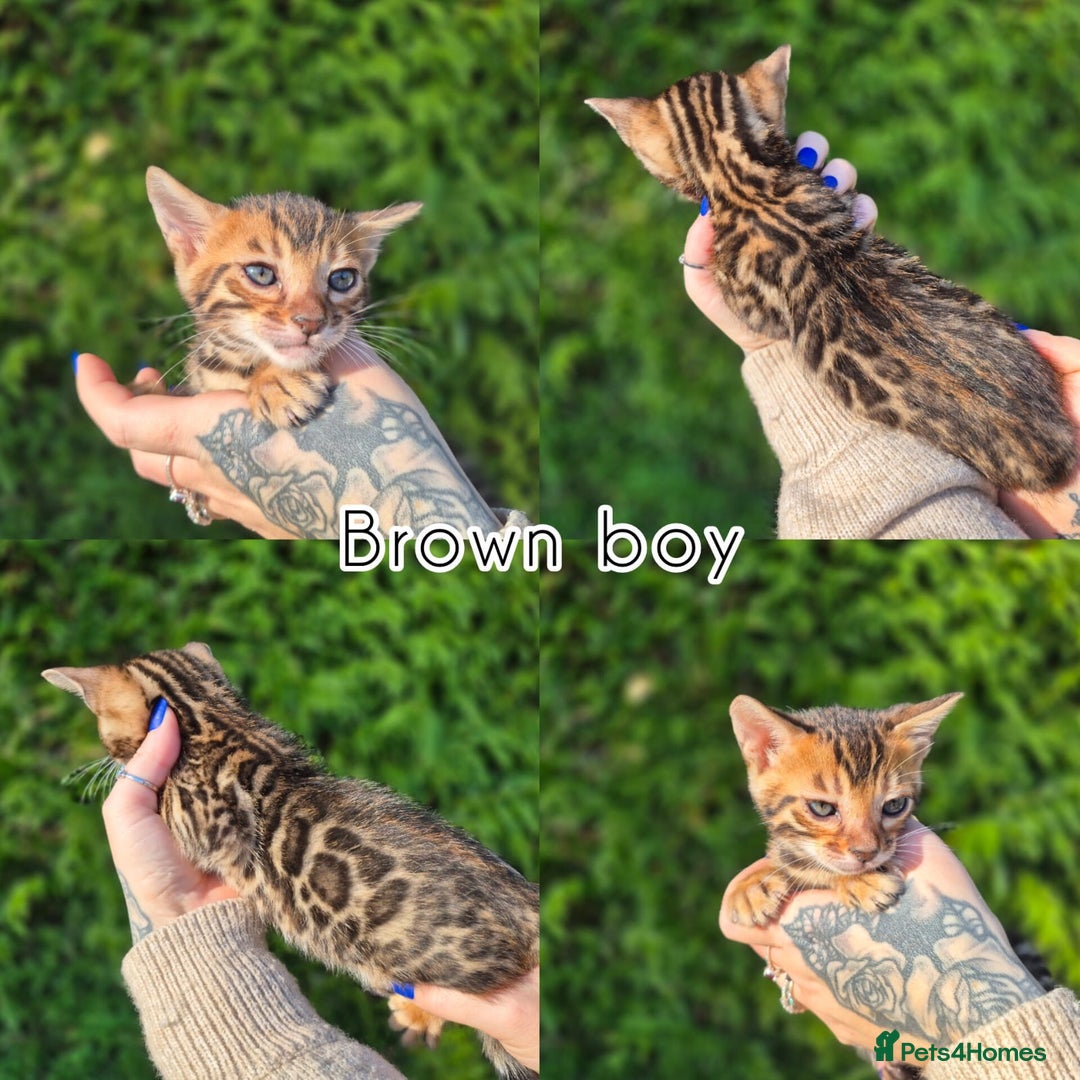 Bengal cats for sale: 6 pure bred TICA Bengals 😻 - Image 7
