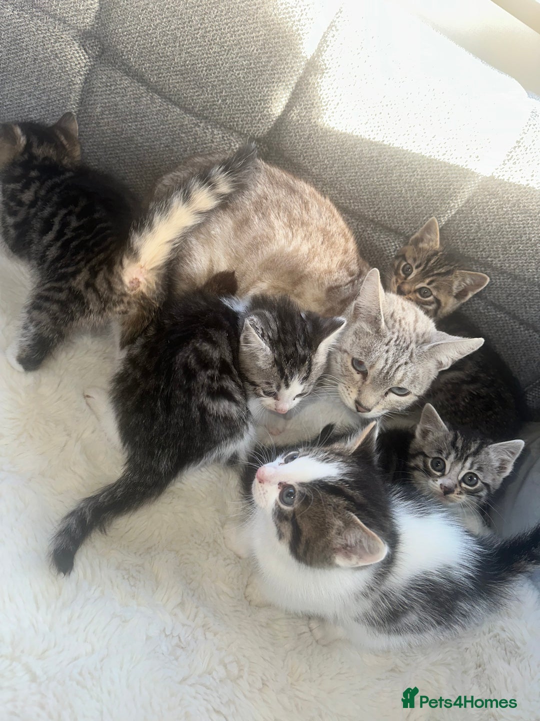 Bengal cats for sale: Bengal X tabby kittens - Advert 1