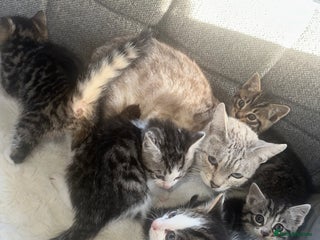 Bengal cats Bengal X tabby kittens - Advert 2