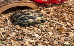 Tortoise reptiles for sale: Horsfield tortoise  - Image 2