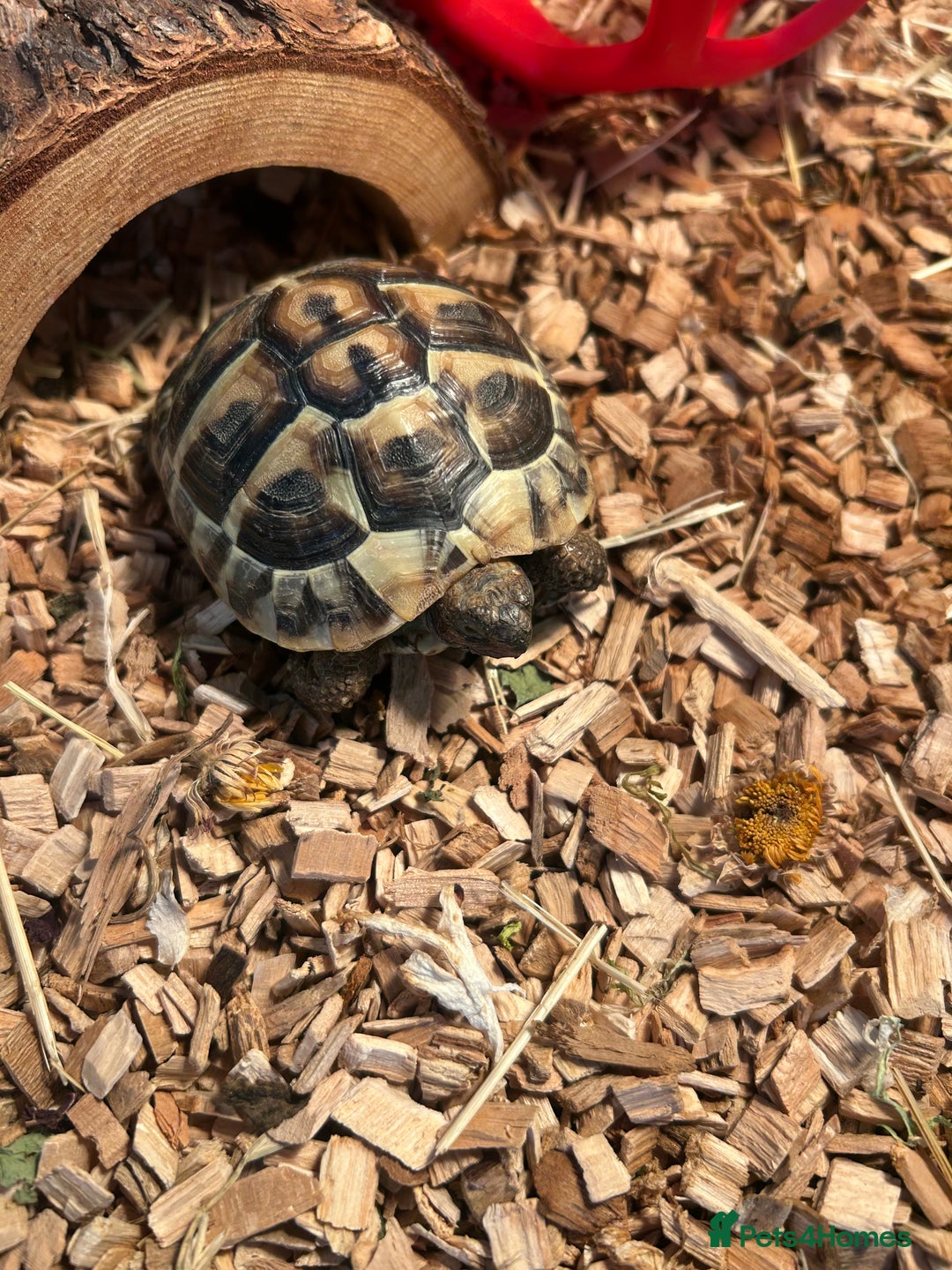 Tortoise reptiles for sale: Horsfield tortoise  - Image 2