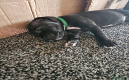 Staffordshire Bull Terrier dogs for sale: Full Staffordshire Bull Terrior puppies for sale - Image 18