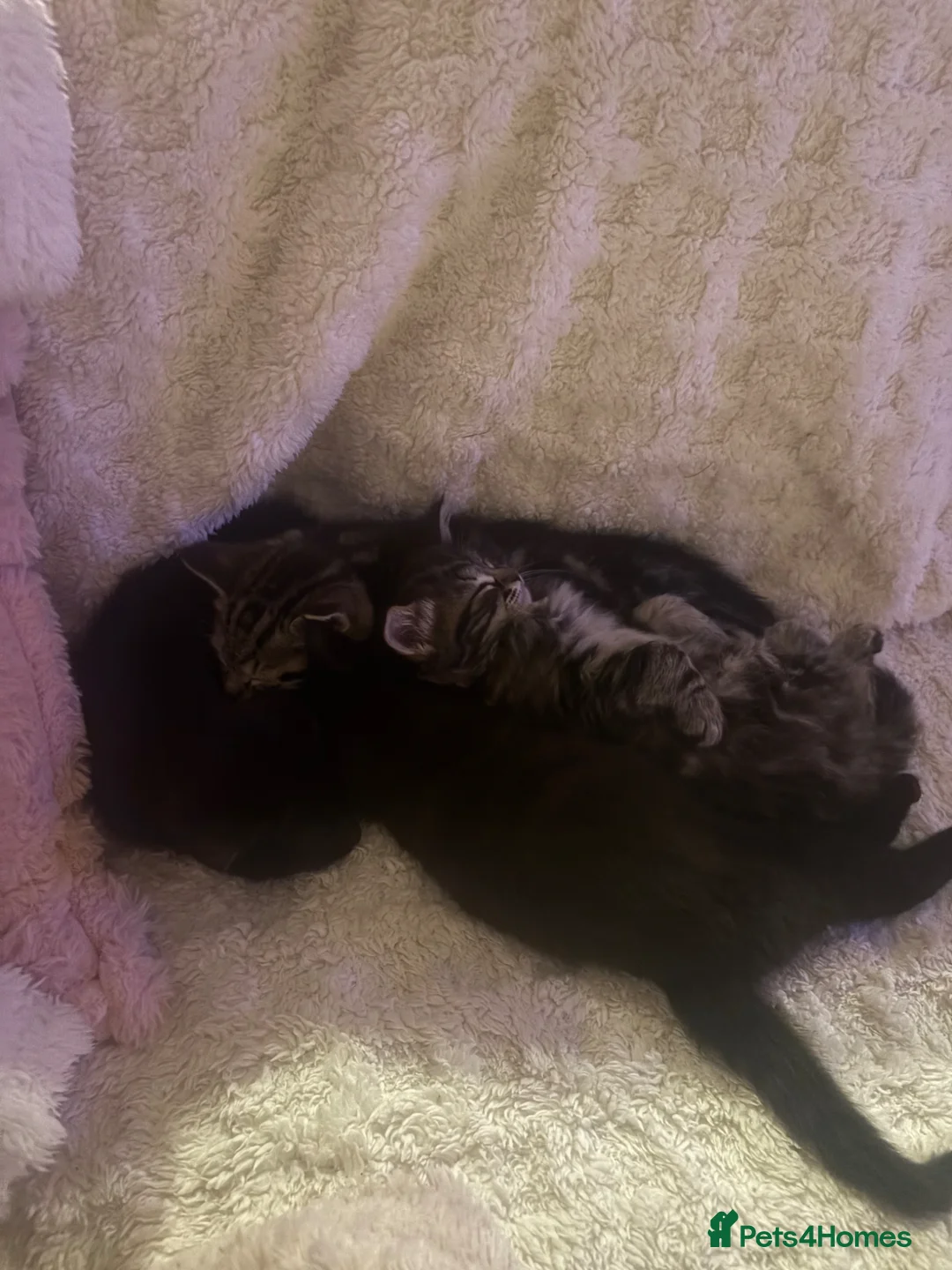 Mixed Breed cats for sale: Pure black kittens in Egham - Advert 5