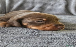 Dachshund dogs for sale: Stunning KC Registered Dachshund Puppies - Image 5