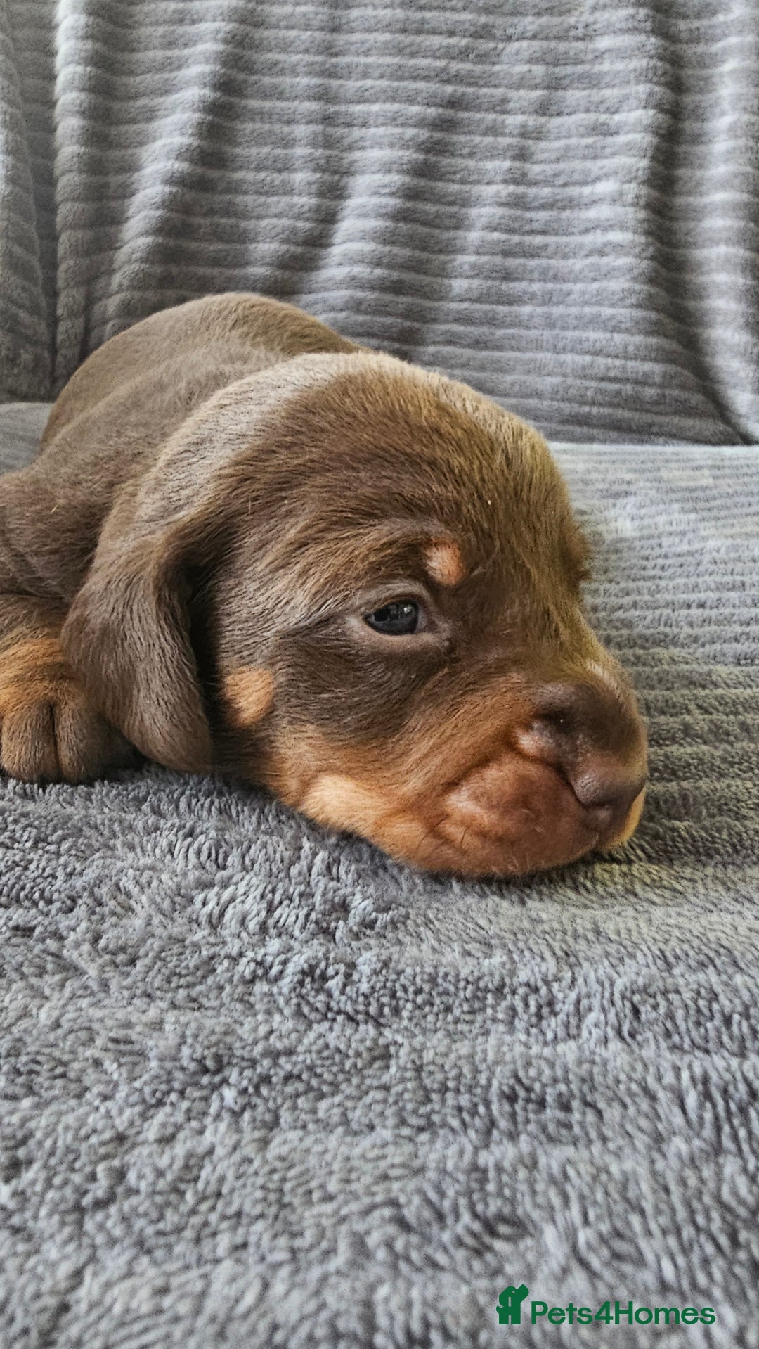 Dachshund dogs for sale: Stunning KC Registered Dachshund Puppies - Image 5