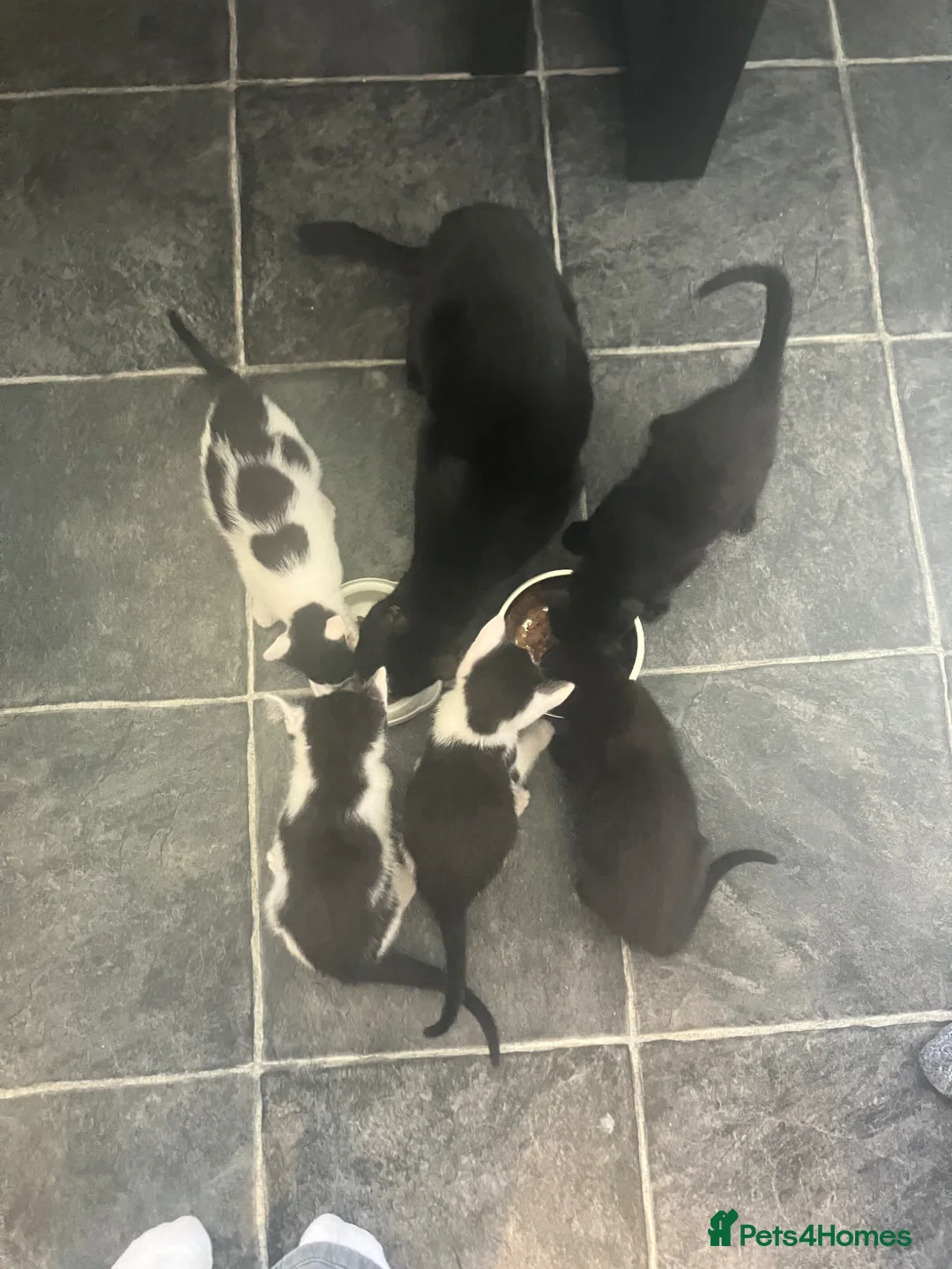 Mixed Breed cats for sale: 9 weeks kittens  - Advert 1