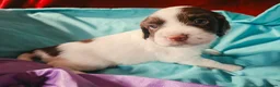 English Springer Spaniel dogs for sale: ⭐️ KC Home Reared Tested Springer Pups ⭐️ - Advert 20