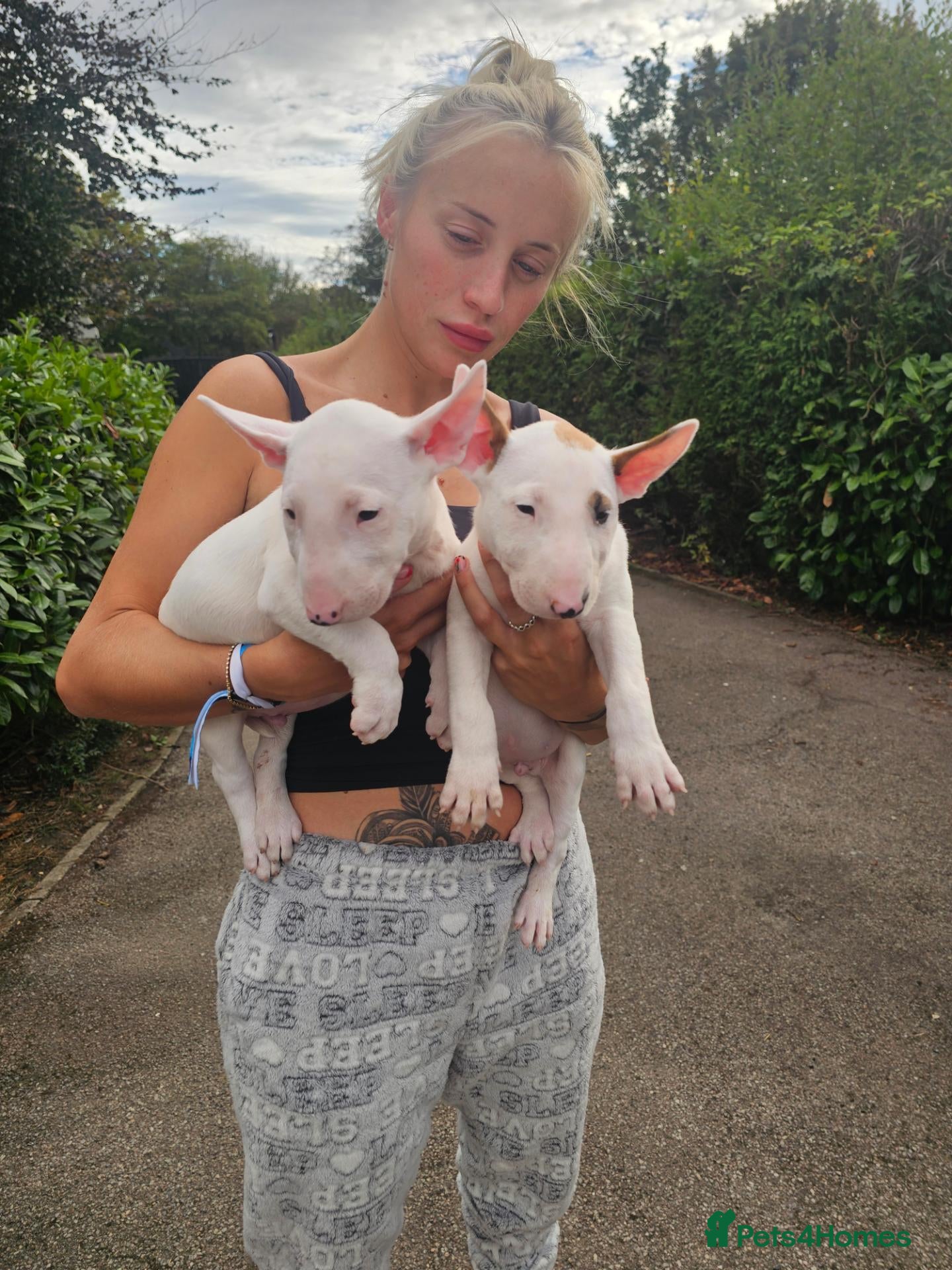 English Bull Terrier dogs English bullterrier pups for sale - Advert 3
