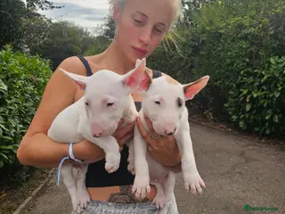 English Bull Terrier dogs English bullterrier pups for sale - Advert 3