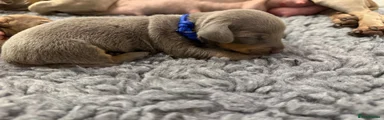 Dachshund 5