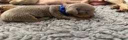 Dachshund dogs for sale: Dachshund in London - Advert 9