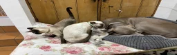 Siamese cats for sale: Pedigree quality kittens  in Longhope - Advert 16