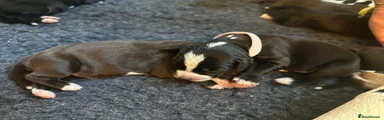 Mixed Breed 10