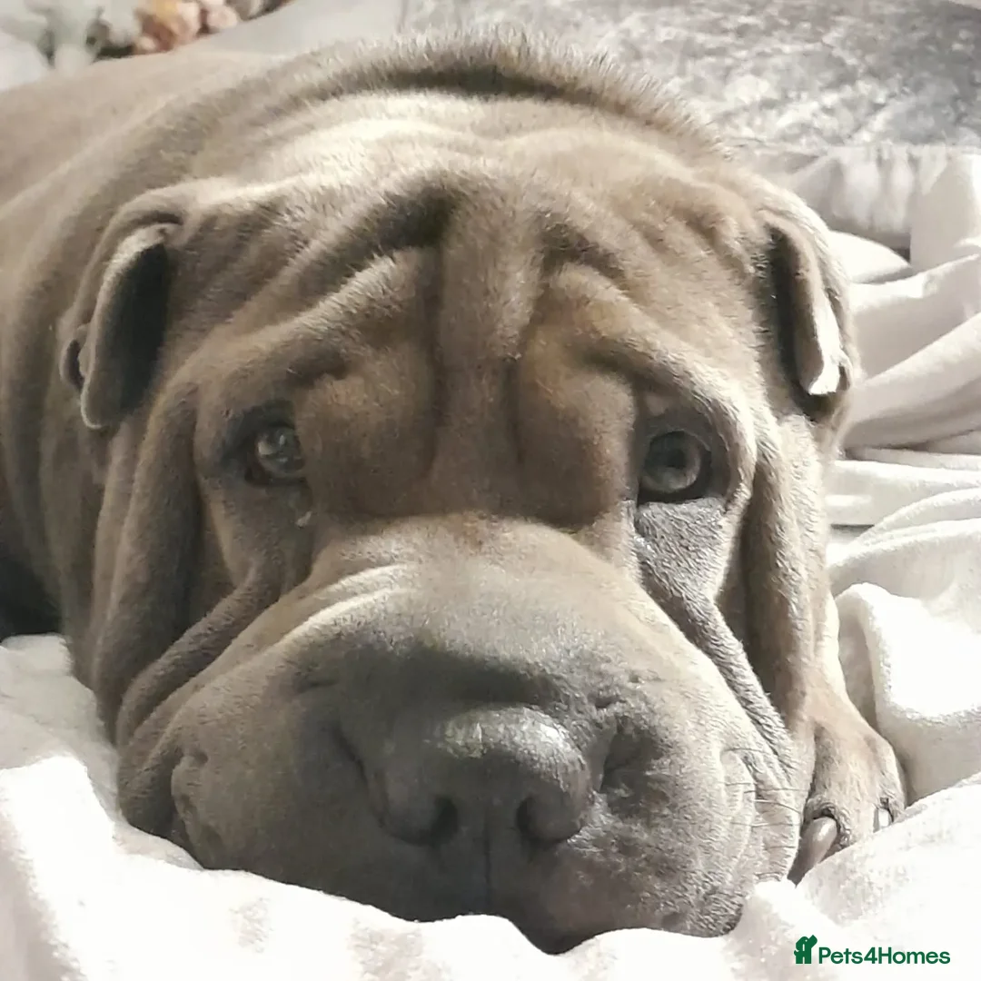 Shar Pei dogs for stud: Gus- Beautiful blue horse coat for stud in Billericay - Advert 21