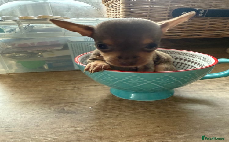 Chihuahua dogs Beautiful little Chi ready to reserve  - Advert 4
