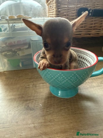 Chihuahua dogs Beautiful little Chi ready to reserve - Advert 4
