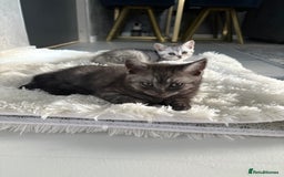 Scottish Fold cats for sale: Scottish fold kittens ready to find new homes - Image 18