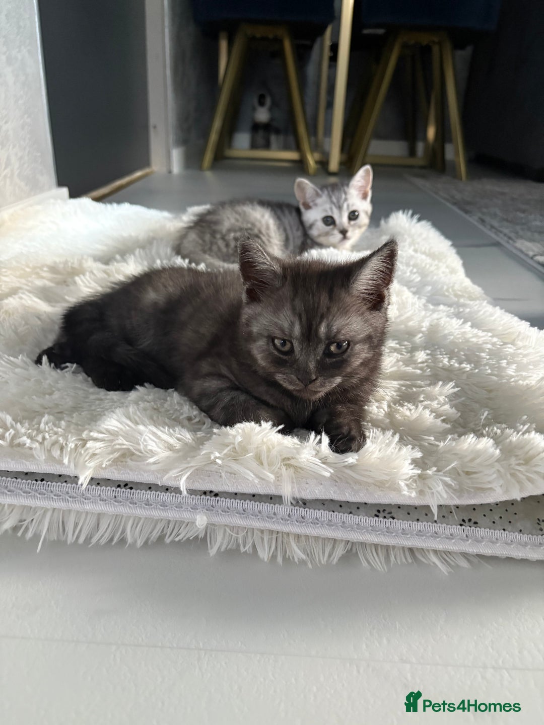 Scottish Fold cats for sale: Scottish fold kittens ready to find new homes - Image 18