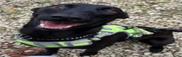 Mixed Breed dogs for adoption: Beautiful Bella wants a new forever home - Advert 2