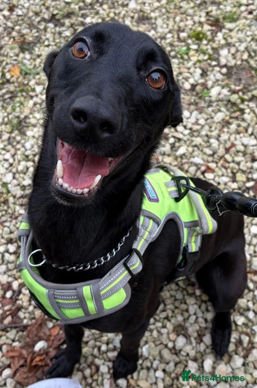 Mixed Breed dogs for adoption: Beautiful Bella wants a new forever home - Advert 2