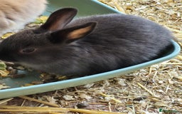 Guinea Pig rodents for sale:  rabbit - Image 4